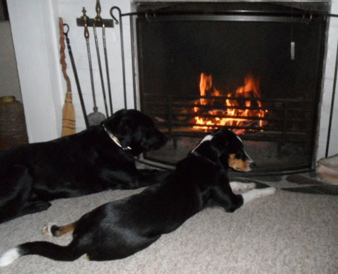 Dogs before the fireplace
