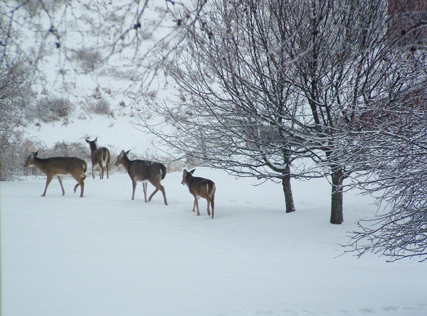 deer in garden 09