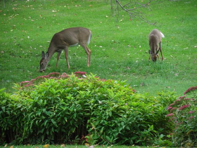 deer in lawn