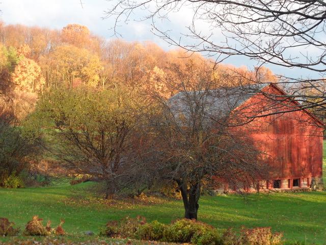 fall hill with appletree and barn