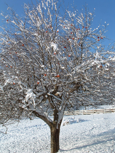 firstsnowtree