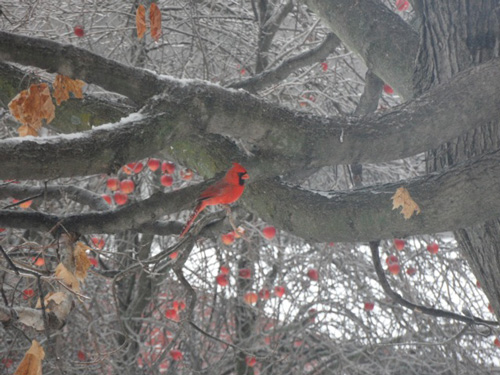 cardinals500