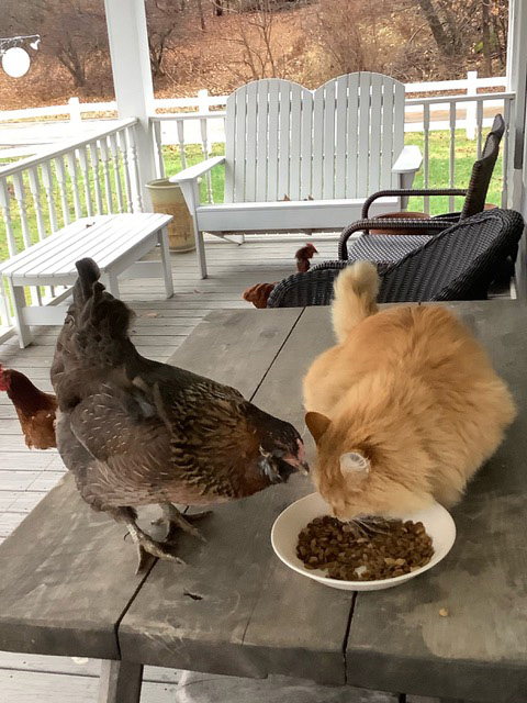 catandchicken