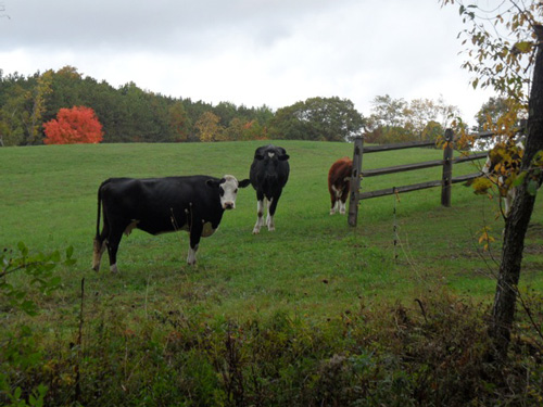 cowsinfield500