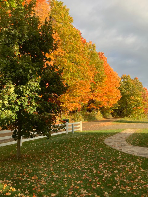 fallview