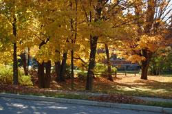 leaves along main250