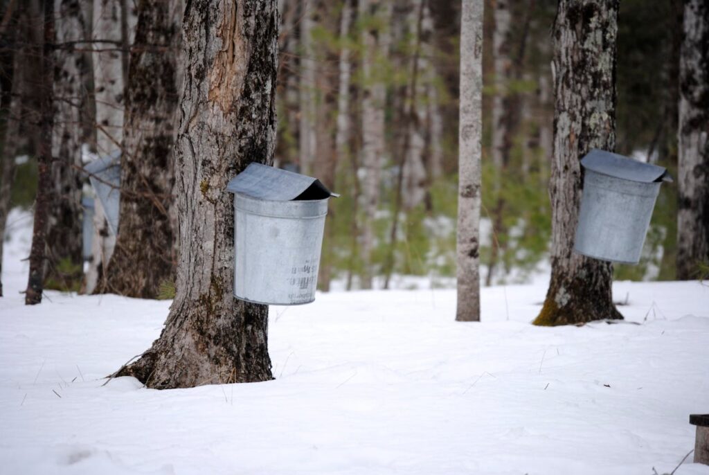 maple sap