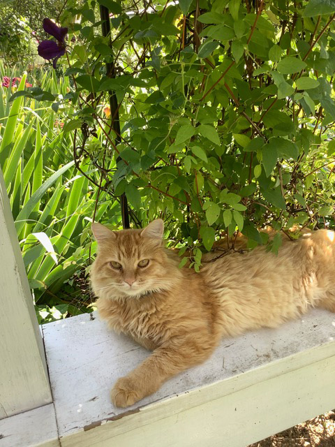 orangecat