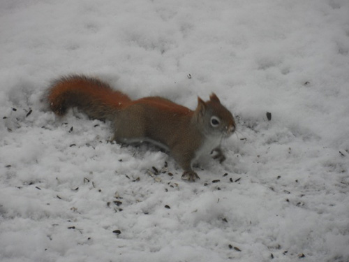 squirrel500